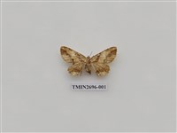 藏品(尺蛾240)的圖片